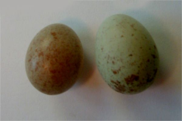 Εκτός από την ωοσκόπηση στο φώς... εμπειρικά τα αυγά ξεχωρίζουν κι από το χρώμα. Αριστερά αγονιμοποίητο. Δεξιά ok.